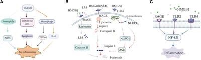 The Regulatory Role of High-Mobility Group Protein 1 in Sepsis-Related Immunity